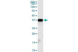 TBCC MaxPab polyclonal antibody. (TBCC 抗体  (AA 1-346))
