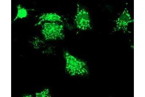 Immunofluorescence (IF) image for anti-Sirtuin 5 (SIRT5) antibody (ABIN1500932)