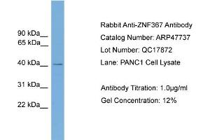 WB Suggested Anti-ZNF367  Antibody Titration: 0. (ZNF367 抗体  (Middle Region))