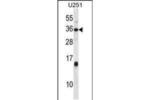 Western blot analysis in U251 cell line lysates (35ug/lane). (Stanniocalcin 1 抗体  (C-Term))