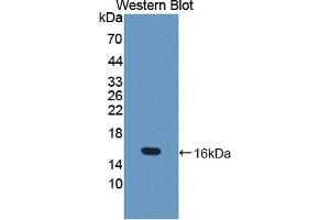 Western blot analysis of the recombinant protein. (TRX2 抗体  (AA 60-166))