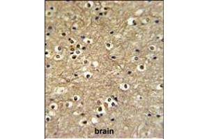 ETS2 Antibody (Center) (ABIN653803 and ABIN2843080) IHC analysis in formalin fixed and paraffin embedded brain tissue followed by peroxidase conjugation of the secondary antibody and DAB staining. (ETS2 抗体  (AA 146-173))