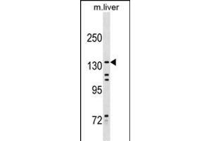 KIF15 Antibody (Center) (ABIN1538626 and ABIN2849774) western blot analysis in mouse liver tissue lysates (35 μg/lane). (KIF15 抗体  (AA 777-804))