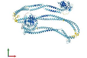 Protein Structure (PS) image for Structural Maintenance of Chromosomes 2 (SMC2) (AA 1-1197) protein (His tag) (ABIN7555525)