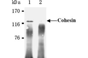 Western Blotting (WB) image for anti-RAD21 Homolog (RAD21) (AA 544-631), (C-Term) antibody (ABIN567792) (RAD21 抗体  (C-Term))