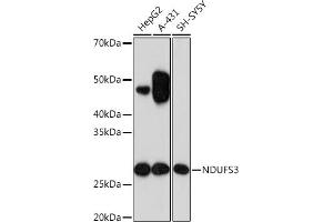 Western blot analysis of extracts of various cell lines, using NDUFS3 Rabbit mAb (ABIN7268820) at 1:1000 dilution. (NDUFS3 抗体)