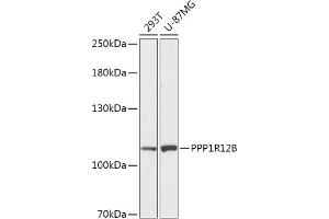 Western blot analysis of extracts of various cell lines, using PPP1R12B antibody (ABIN7269677) at 1:1000 dilution. (PPP1R12B 抗体  (AA 660-930))