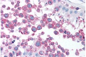 Anti-TUBG1 / Gamma Tubulin antibody IHC staining of human testis.