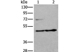 Western blot analysis of HEPG2 cell and Human testis tissue lysates using PRKAR2A Polyclonal Antibody at dilution of 1:550 (PRKAR2A 抗体)