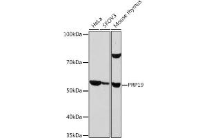 Western blot analysis of extracts of various cell lines, using PRP19 Rabbit mAb (ABIN7269505) at 1:1000 dilution. (PRP19 抗体)