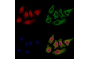 ABIN7094702 and ABIN7098753 staining Hela cells by IF/ICC. (SET/TAF-I 抗体  (N-Term))