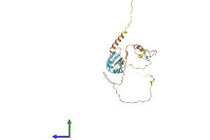 AlphaFold protein structure predicition of Mouse Recombinant Srsf7 Protein, UniprotID Q8BL97
