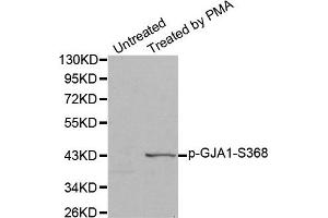 Western Blotting (WB) image for anti-Gap Junction Protein, alpha 1, 43kDa (GJA1) (pSer368) antibody (ABIN1870206) (Connexin 43/GJA1 抗体  (pSer368))