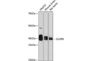 Western blot analysis of extracts of various cell lines, using DUSP6 Rabbit mAb (ABIN7266848) at 1:1000 dilution. (DUSP6 抗体)