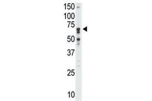 Image no. 1 for anti-Sialic Acid Binding Ig-Like Lectin 5 (SIGLEC5) (N-Term) antibody (ABIN357143) (SIGLEC5 抗体  (N-Term))