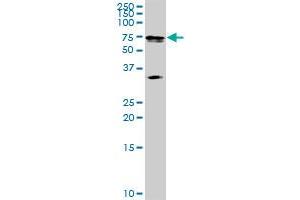 MAK MaxPab rabbit polyclonal antibody. (MAK 抗体  (AA 1-457))
