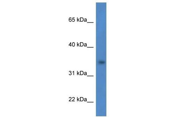 HSDL1 抗体  (N-Term)
