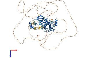 SNRK Protein (AA 1-748) (His tag)