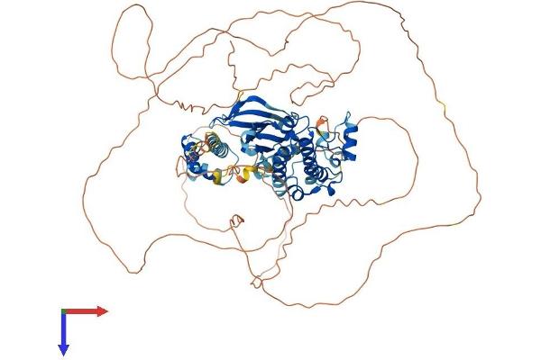 SNRK Protein (AA 1-748) (His tag)