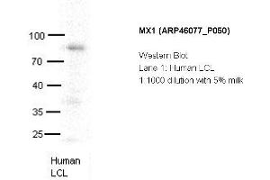 Image no. 2 for anti-Myxovirus Resistance Protein 1 (MX1) (C-Term) antibody (ABIN2782470) (MX1 抗体  (C-Term))