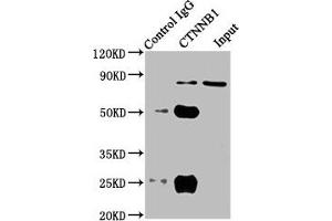 Western Blotting (WB) image for anti-Catenin (Cadherin-Associated Protein), beta 1, 88kDa (CTNNB1) (AA 2-781) antibody (ABIN7146984)