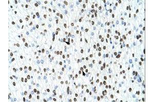 Image no. 3 for anti-Heterogeneous Nuclear Ribonucleoprotein A1 (HNRNPA1) (N-Term) antibody (ABIN203055) (HNRNPA1 抗体  (N-Term))