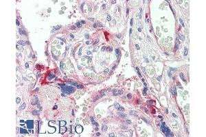 ABIN1590140 (5µg/ml) staining of paraffin embedded Human Placenta. (C7 抗体  (Internal Region))