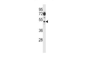 FIZ1 Antibody (C-term) (ABIN657429 and ABIN2846463) western blot analysis in 293 cell line lysates (35 μg/lane). (FIZ1 抗体  (C-Term))