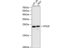 Western blot analysis of extracts of various cell lines, using VPS29 antibody (ABIN6130782, ABIN6150126, ABIN6150127 and ABIN6216963) at 1:3000 dilution. (VPS29 抗体  (AA 1-186))