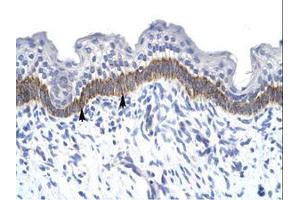 Image no. 1 for anti-14-3-3 eta (YWHAH) (AA 72-121) antibody (ABIN6735931) (14-3-3 eta 抗体  (AA 72-121))
