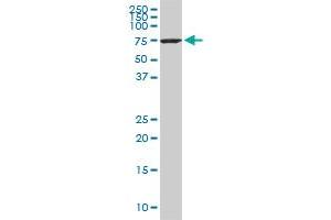 HSPA1L monoclonal antibody (M01), clone 1B5. (HSPA1L 抗体  (AA 561-641))