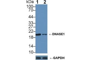 Western blot analysis of (1) Wild-type 293T cell lysate, and (2) DNASE1 knockout 293T cell lysate, using Rabbit Anti-Human DNASE1 Antibody (2 µg/ml) and HRP-conjugated Goat Anti-Mouse antibody ( (DNASE1 抗体  (AA 19-259))