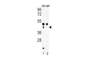 Western blot analysis of ATF4 Antibody  Pab (ABIN390250 and ABIN2850543) pre-incubated without(lane 1) and with(lane 2) blocking peptide in WiDr cell line lysate. (ATF4 抗体  (AA 220-252))