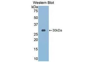 Western Blotting (WB) image for anti-Granzyme K (Granzyme 3, Tryptase II) (GZMK) (AA 27-264) antibody (ABIN1078092) (GZMK 抗体  (AA 27-264))