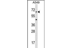 STK35 Antibody  (ABIN391361 and ABIN2841380) western blot analysis in A549 cell line lysates (35 μg/lane). (STK35 抗体  (AA 374-404))