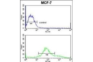 ZYG11A Antibody (N-term) (ABIN652620 and ABIN2842414) flow cytometric analysis of MCF-7 cells (bottom histogram) compared to a negative control cell (top histogram).