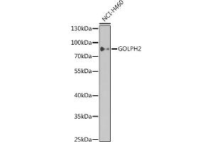 Western blot analysis of extracts of NCI-H460 cells, using GOLPH2 antibody  at 1:1000 dilution. (GOLM1 抗体)