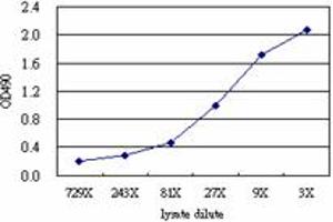 Sandwich ELISA detection sensitivity ranging from approximately 729x to 3x dilution of the EDN1 293T overexpression lysate (non-denatured).