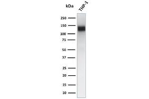 Western Blot Analysis of human THP-1 cell lysate using CD31 Mouse Monoclonal Antibody (JC/70A) (CD31 抗体)
