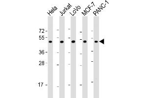 All lanes : Anti-ADRA2A Antibody (N-Term) at 1:2000 dilution Lane 1: Hela whole cell lysate Lane 2: Jurkat whole cell lysate Lane 3: LoVo whole cell lysate Lane 4: MCF-7 whole cell lysate Lane 5: NC-1 whole cell lysate Lysates/proteins at 20 μg per lane. (ADRA2A 抗体  (AA 118-152))