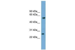 Western Blotting (WB) image for anti-Granzyme A (Granzyme 1, Cytotoxic T-Lymphocyte-Associated serine Esterase 3) (GZMA) (C-Term) antibody (ABIN2785887)