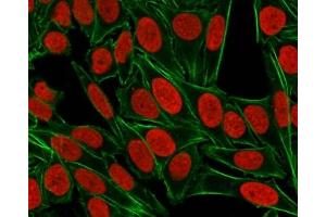 ICC staining of paraformaldehyde-fixed human HeLa cells with Nuclear Antigen antibody (red, clone 235-1) and counterstained with DyLight 488 conjugated Phalloidin (green). (Nuclear Antigen 抗体)