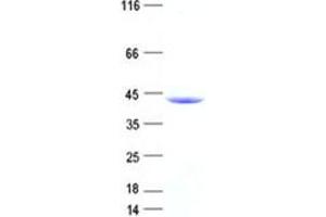 Western Blotting (WB) image for Selenophosphate Synthetase 1 (SEPHS1) protein (DYKDDDDK Tag) (ABIN2731658)