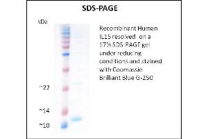 SDS-PAGE (SDS) image for Interleukin 15 (IL15) (Active) protein (ABIN5509341)