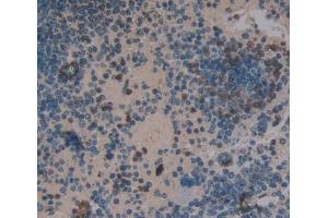 IHC-P analysis of Mouse Tissue, with DAB staining. (NFkB 抗体  (AA 40-365))
