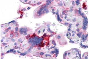 Human Placenta: Formalin-Fixed, Paraffin-Embedded (FFPE) (KIT Ligand 抗体  (AA 180-229))