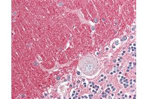 Anti-GNB3 antibody IHC of human brain, cerebellum. (GNB3 抗体  (AA 309-321))