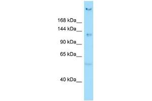 WB Suggested Anti-CEP135 Antibody Titration: 1. (CEP135 抗体  (N-Term))