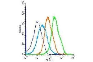 Mouse splenocytes probed with Rabbit Anti-Bcl-2 Polyclonal Antibody, Unconjugated . (Bcl-2 抗体  (AA 161-239))