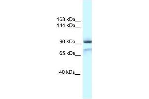 Western Blot showing Gria1 antibody used at a concentration of 1. (Glutamate Receptor 1 抗体  (N-Term))